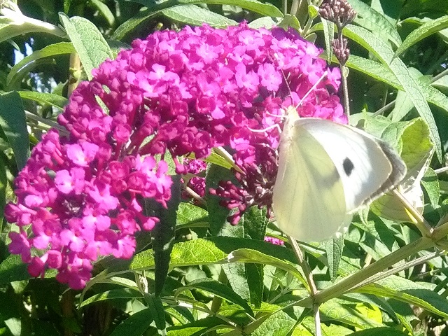 Pieris brassicE.jpg