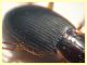 Calathus 8 mm - Anzio 25.7.2021 - (9).JPG