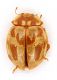 Comb3649cr-31zL3.jpg