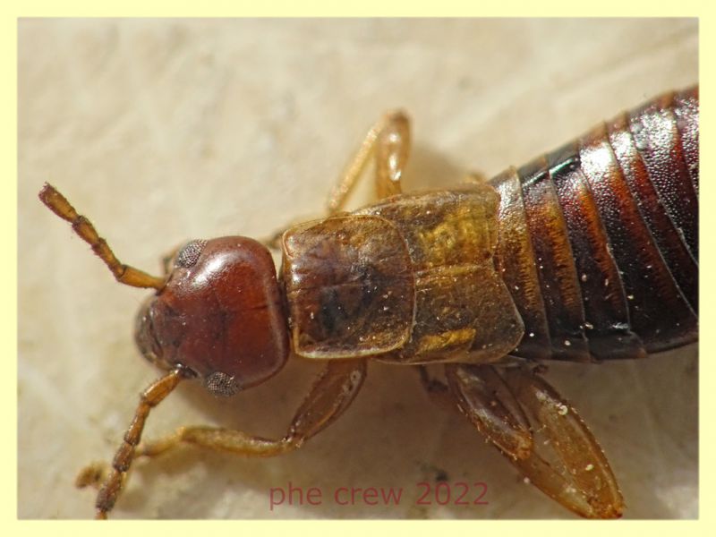 Guanchia sp. - senza forbici 7 mm. - Anzio 10.3.2022 - (7).JPG