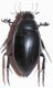 Hydrophilus piceus 7VII95 Latera 1.JPG