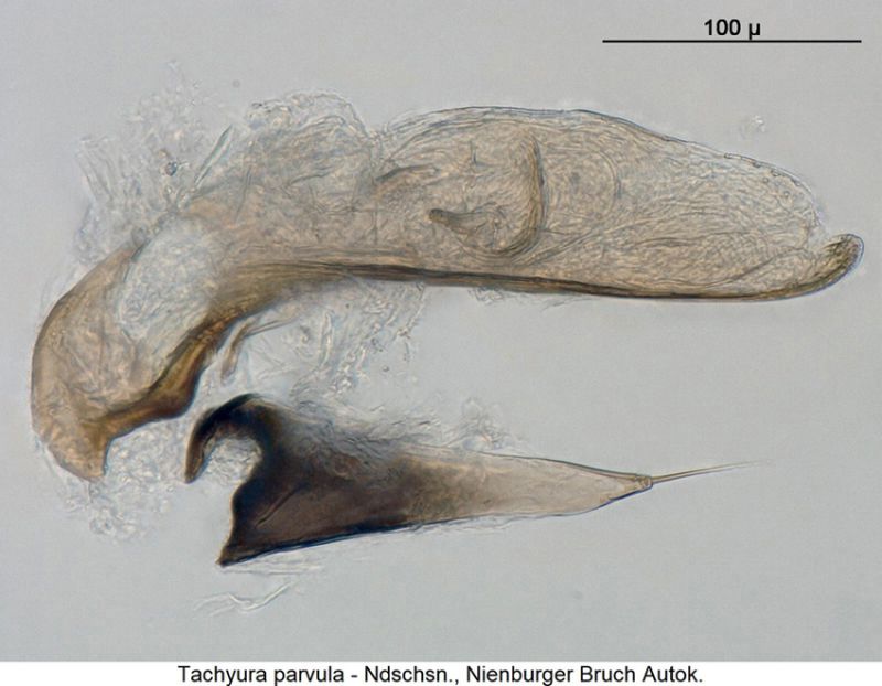 tachyura_parvula1.jpg