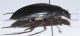 Hydrophilus piceus 7VII95 Latera 2.JPG