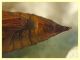 Crambidae 14 mm. - 10.3.2022 - (3).JPG