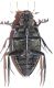 Hydrophilus piceus 7VII95 Latera 3.JPG