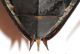 Hydrophilus piceus 7VII95 Latera 4.JPG
