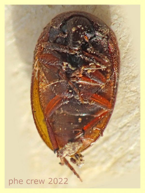 Coleotteri saltanti 2,8-3 mm. - (12).JPG