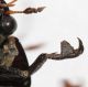 Hydrophilus piceus 7VII95 Latera 5.JPG