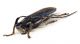 Comb3679cr-53zL6.jpg
