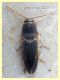 Elateridae 8 mm. - Anzio 14.3.2022 - (1).JPG