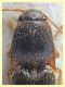 Elateridae 8 mm. - Anzio 14.3.2022 - (2).JPG