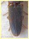 Elateridae 8 mm. - Anzio 14.3.2022 - (3).JPG