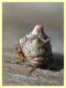 Phoroncidia sp. - Anzio Tor Caldara 17.3.2022 - (4).JPG