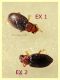 Melanophthalma 1,2 e 1,3 mm. - (1).JPG