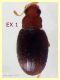 Melanophthalma 1,2 e 1,3 mm. - (2).JPG