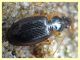 Bembidion o Ocydromus - Anzio - Tor Caldara - 17.3.2022 - (4).JPG