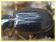 Bembidion o Ocydromus - Anzio - Tor Caldara - 17.3.2022 - (6).JPG