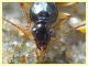 Bembidion o Ocydromus - Anzio - Tor Caldara - 17.3.2022 - (7).JPG