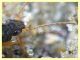 Bembidion o Ocydromus - Anzio - Tor Caldara - 17.3.2022 - (9).JPG
