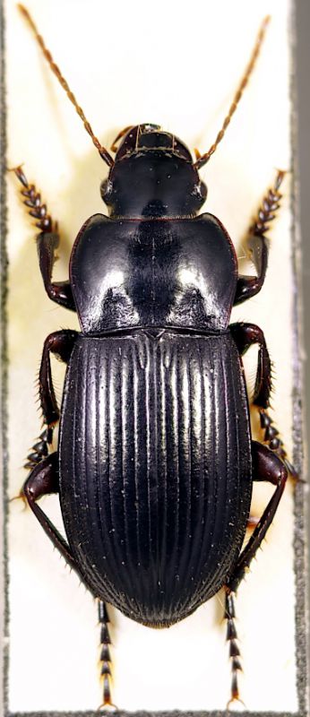 h_punctipennis.jpg