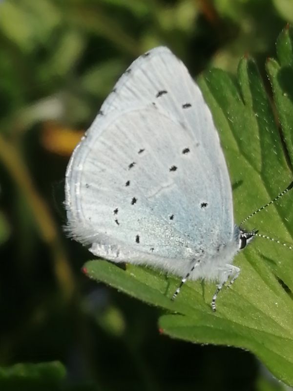 celastrina leggera.jpg