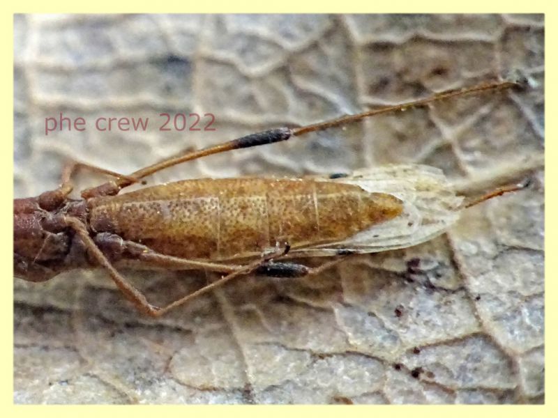 Berytinus sp. trovato morto - Anzio - Tor Caldara - 17.3.2022 - (9).jpg