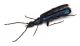 Comb3693cr-49zL6.jpg
