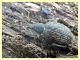 Otiorhynchus sp. - Anzio - Tor Caldara - 17.3.2022 - (2).JPG