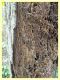 Otiorhynchus sp. - Anzio - Tor Caldara - 17.3.2022 - (7).JPG