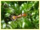 Temnothorax sp. nel muschio - Anzio - Tor Caldara - 17.3.2022 - (1).JPG