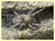Arctosa sp. - Anzio - Tor Caldara - 17.3.2022 - (3).JPG