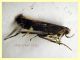 prob. Aproaerema anthyllidella 5 mm. - secco in plafoniera a led - Anzio 10.3.2022 - (1).JPG