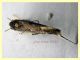 prob. Aproaerema anthyllidella 5 mm. - secco in plafoniera a led - Anzio 10.3.2022 - (2).JPG