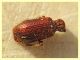 prob. Ptinus obesus 2,5 mm. resto - Anzio 10.3.2022 - (1).JPG