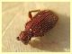 prob. Ptinus obesus 2,5 mm. resto - Anzio 10.3.2022 - (2).JPG