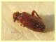 prob. Ptinus obesus 2,5 mm. resto - Anzio 10.3.2022 - (3).JPG