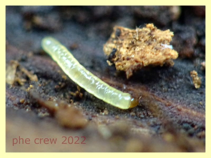 larva (5).JPG