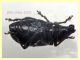 Otiorhynchus cribricollis 8 mm con rostro - Anzio 25.7.2021 - (6).JPG