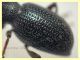 Otiorhynchus cribricollis 8 mm con rostro - Anzio 25.7.2021 - (2).JPG