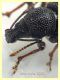 Otiorhynchus cribricollis 8 mm con rostro - Anzio 25.7.2021 - (3).JPG