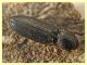 prob. Cardiophorus goezei 5 mm. - Anzio 10.3.2022 - (2).JPG