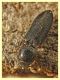 prob. Cardiophorus goezei 5 mm. - Anzio 10.3.2022 - (5).JPG