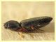 prob. Cardiophorus goezei 5 mm. - Anzio 10.3.2022 - (7).JPG