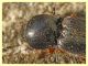 prob. Cardiophorus goezei 5 mm. - Anzio 10.3.2022 - (4).JPG