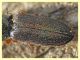 prob. Cardiophorus goezei 5 mm. - Anzio 10.3.2022 - (3).JPG