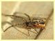 prob. Theridiidae - corpo 4 mm. - Anzio 10.3.2022 - (2).JPG
