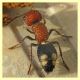 prob. Mutilla quinquemaculata 12 mm. - Anzio 10.3.2022 - (4).JPG