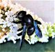 Xylocopa (4).jpg