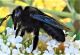 xylocopa10 2.jpg