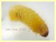 larva gialla 4 mm - Anzio 25.7.2021 - (8).JPG